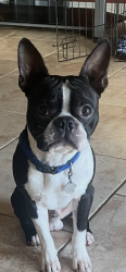 Lost Male Dog last seen Saint William and Shannon Glen Lane, Rolling Green, TX 77084