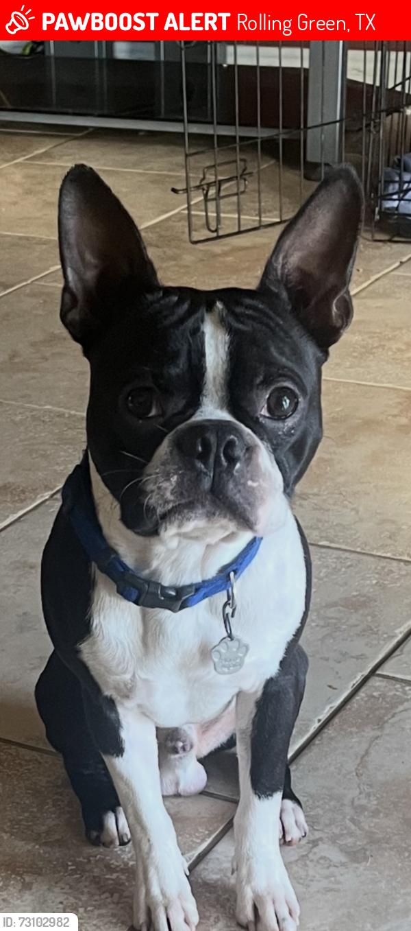 Lost Male Dog last seen Saint William and Shannon Glen Lane, Rolling Green, TX 77084