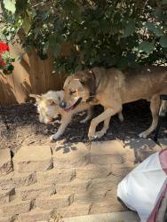 Found/Stray Unknown Dog last seen Westwood Public Works, Westwood, KS 66205