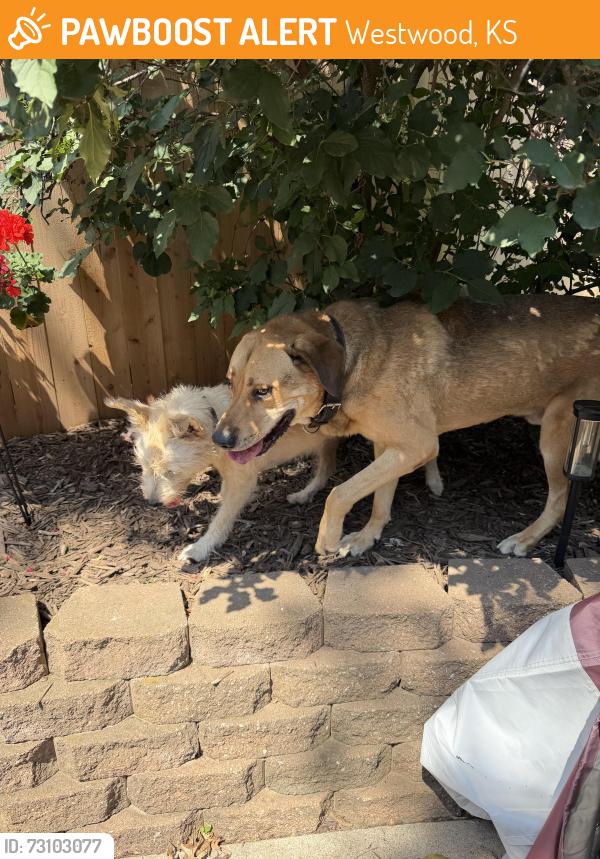 Found/Stray Unknown Dog last seen Westwood Public Works, Westwood, KS 66205