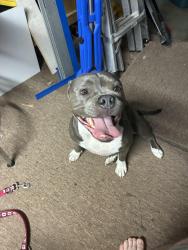 Found/Stray Female Dog last seen Melrose & Brandsby, Newport News, VA 23608