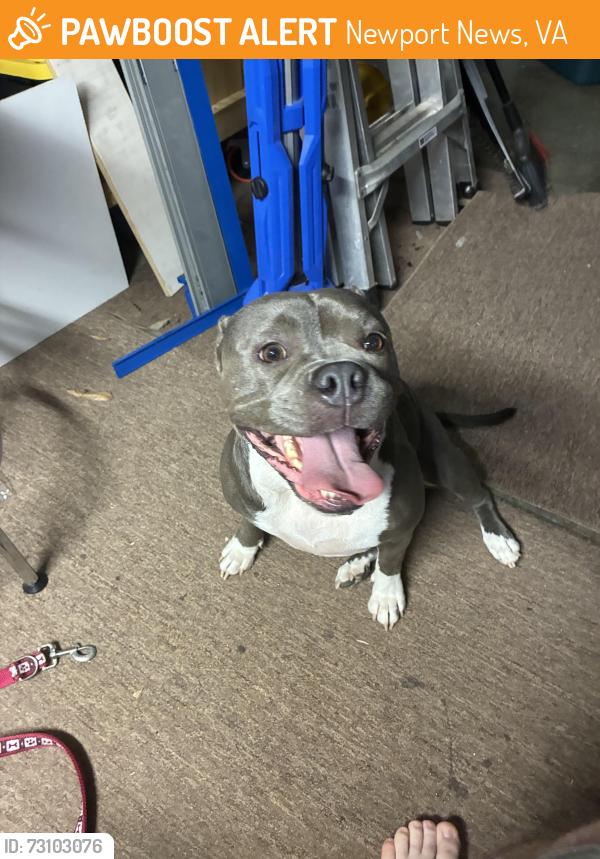 Found/Stray Female Dog last seen Melrose & Brandsby, Newport News, VA 23608