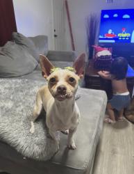 Lost Female Dog last seen Hickory ave north Las Vegas, North Las Vegas, NV 89030