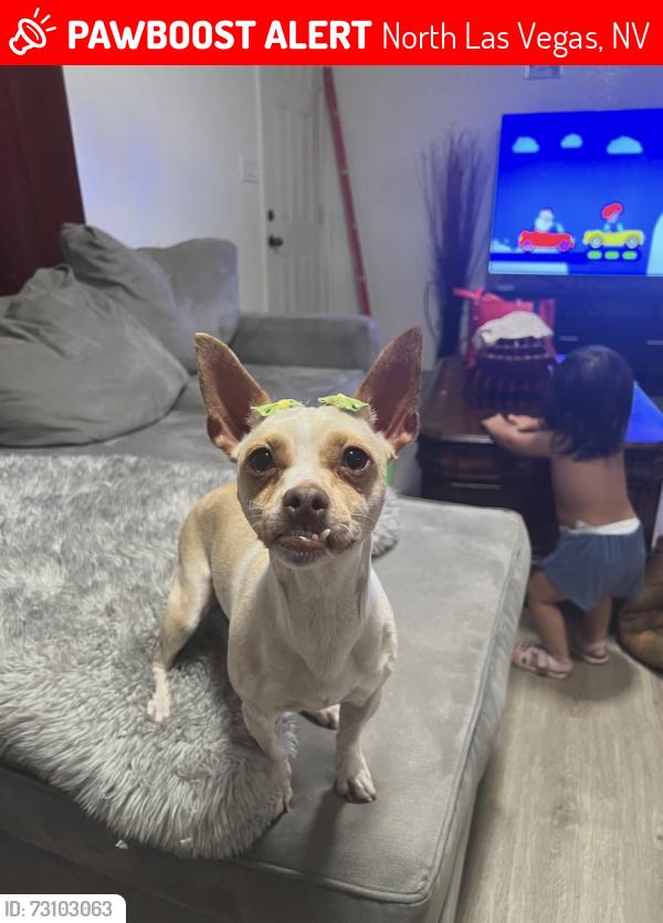 Lost Female Dog last seen Hickory ave north Las Vegas, North Las Vegas, NV 89030