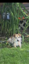 Found/Stray Male Dog last seen ACROSS HIWAY FROM ALBANY DAIRY QUEEN, Albany, OR 97321