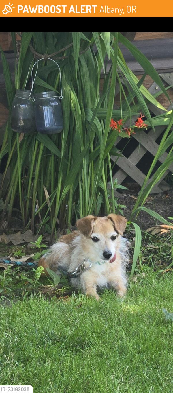 Found/Stray Male Dog last seen ACROSS HIWAY FROM ALBANY DAIRY QUEEN, Albany, OR 97321