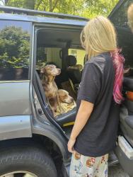 Reunited Male Dog last seen Hwy 14 and Adams Mill, Greenville County, SC 29681