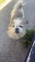 Found/Stray Female Dog last seen Maverick gas station, Yakima, WA 98901