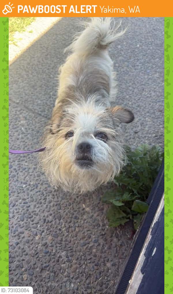 Found/Stray Female Dog last seen Maverick gas station, Yakima, WA 98901