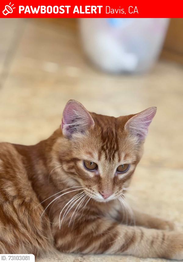 Lost Male Cat last seen 2nd Street, Davis, CA 95617