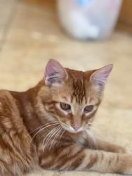 Lost Male Cat last seen 2nd Street, Davis, CA 95617