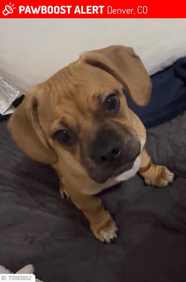 Lost Male Dog last seen Decatur and Alameda, Denver, CO 80219