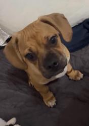 Lost Male Dog last seen Decatur and Alameda, Denver, CO 80219