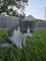 Found/Stray Male Cat last seen Voss, Houston, TX 77063