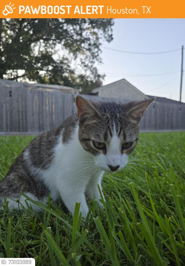 Found/Stray Male Cat last seen Voss, Houston, TX 77063