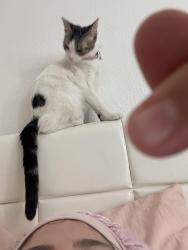 Lost Female Cat last seen W forest ave, Porterville, CA 93257