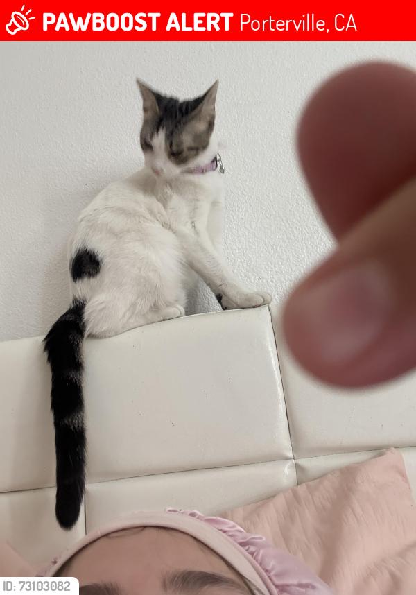 Lost Female Cat last seen W forest ave, Porterville, CA 93257