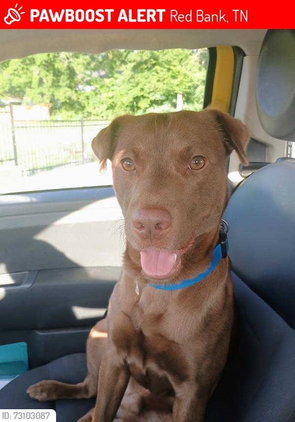 Lost Male Dog last seen Orielys redbank tn, Red Bank, TN 37415