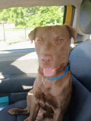 Lost Male Dog last seen Orielys redbank tn, Red Bank, TN 37415