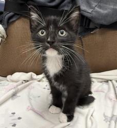 Shelter Stray Male Cat last seen , 3201 Lacy St, Los Angeles, CA 90031, USA
