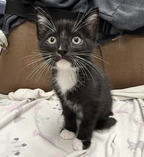 Shelter Stray Male Cat last seen , 3201 Lacy St, Los Angeles, CA 90031, USA