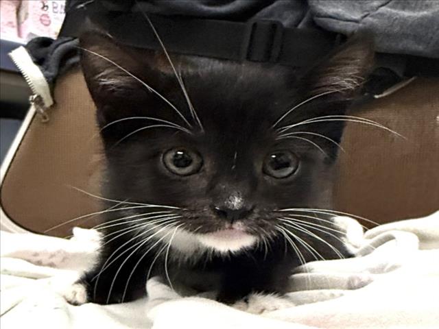 Shelter Stray Female Cat last seen , 3201 Lacy St, Los Angeles, CA 90031, USA