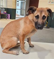 Shelter Stray Female Dog last seen , 3201 Lacy St, Los Angeles, CA 90031, USA