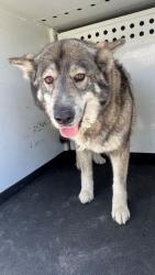 Shelter Stray Female Dog last seen Near BLK POLO PONY LN, 201 S Mt Vernon Ave, Bakersfield, CA 93307, USA