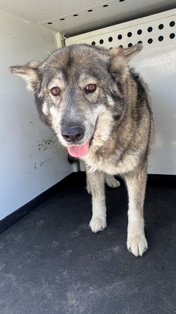 Shelter Stray Female Dog last seen Near BLK POLO PONY LN, 201 S Mt Vernon Ave, Bakersfield, CA 93307, USA