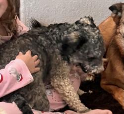 Reunited Female Dog last seen S Loop 336 and Gladsdale, Conroe, TX 77304