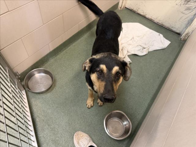 Shelter Stray Male Dog last seen NM 41 KINGS HWY SANTA FE NM 87506, 100 Caja Del Rio Rd, Santa Fe, NM 87507, USA