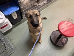 Shelter Stray Male Dog last seen Near BLOCK CAMINO DON FIDEL SANTA FE, 100 Caja Del Rio Rd, Santa Fe, NM 87507, USA