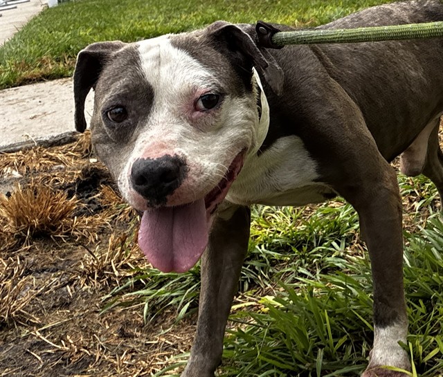 Shelter Stray Male Dog last seen Near BLOCK SW 5 CT, N LAUDERDALE FL 33068, 2400 SW 42nd St, Fort Lauderdale, FL 33312, USA