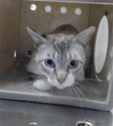 Shelter Stray Male Cat last seen Near BLOCK RAEFORD RD, FAYETTEVILLE NC 28305, 4704 Corporation Dr, Fayetteville, NC 28306, USA