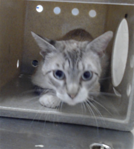 Shelter Stray Male Cat last seen Near BLOCK RAEFORD RD, FAYETTEVILLE NC 28305, 4704 Corporation Dr, Fayetteville, NC 28306, USA