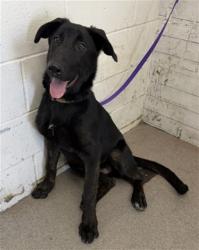 Shelter Stray Female Dog last seen BY H.S. MIKE, 333 Chandler Pl, San Bernardino, CA 92408, USA