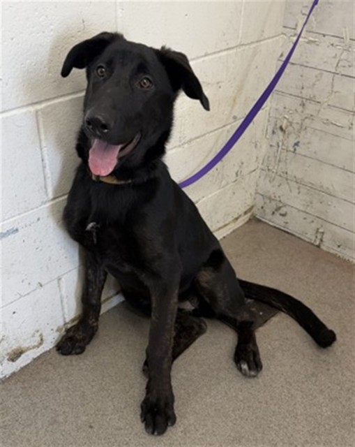 Shelter Stray Female Dog last seen BY H.S. MIKE, 333 Chandler Pl, San Bernardino, CA 92408, USA