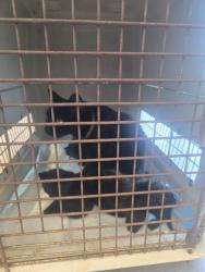 Shelter Stray Female Cat last seen MARKETPLACE/ IRVINE BL, 6443 Oak Canyon, Irvine, CA 92618, USA