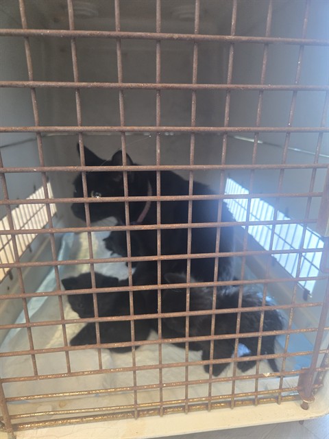 Shelter Stray Female Cat last seen MARKETPLACE/ IRVINE BL, 6443 Oak Canyon, Irvine, CA 92618, USA