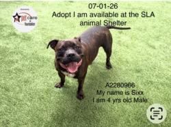 Shelter Stray Female Dog last seen , 1850 W 60th St, Los Angeles, CA 90047, USA