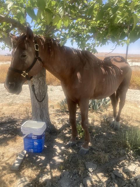 Shelter Stray Male Livestock last seen Near BLOCK OLEN AVE, BAKERSFIELD CA 93311, 3951 Fruitvale Ave, Bakersfield, CA 93308, USA