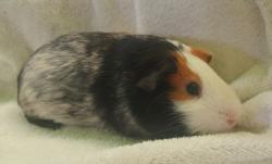 Shelter Stray Male Other last seen , 1850 W 60th St, Los Angeles, CA 90047, USA