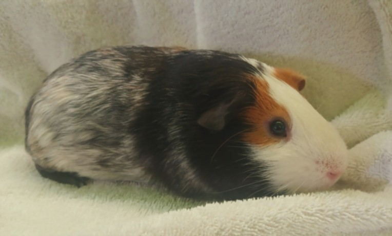 Shelter Stray Male Other last seen , 1850 W 60th St, Los Angeles, CA 90047, USA