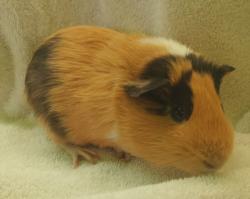 Shelter Stray Male Other last seen , 1850 W 60th St, Los Angeles, CA 90047, USA