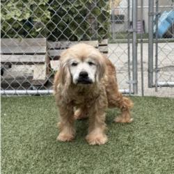 Shelter Stray Male Dog last seen , 1850 W 60th St, Los Angeles, CA 90047, USA