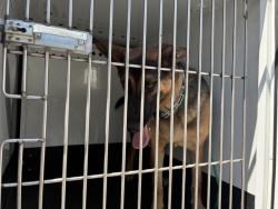 Shelter Stray Female Dog last seen Near BLOCK W 4TH ST, RENO NV 89503, 2825 Longley Ln Suite A, Reno, NV 89502, USA