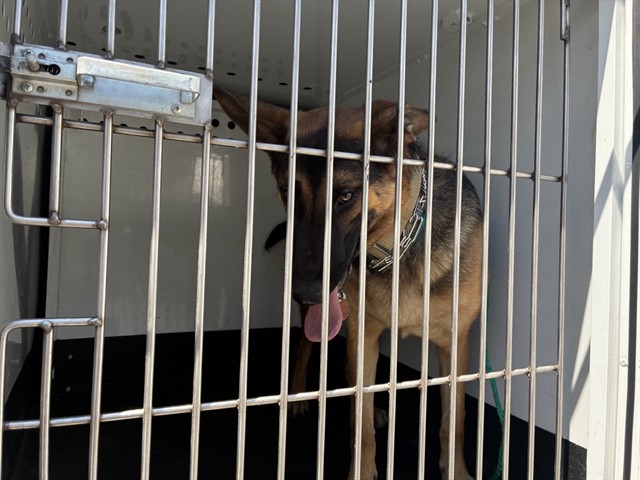 Shelter Stray Female Dog last seen Near BLOCK W 4TH ST, RENO NV 89503, 2825 Longley Ln Suite A, Reno, NV 89502, USA