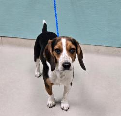 Shelter Stray Female Dog last seen Near BLOCK N MCCARRAN BLVD, SPARKS NV 89434, 2825 Longley Ln Suite A, Reno, NV 89502, USA