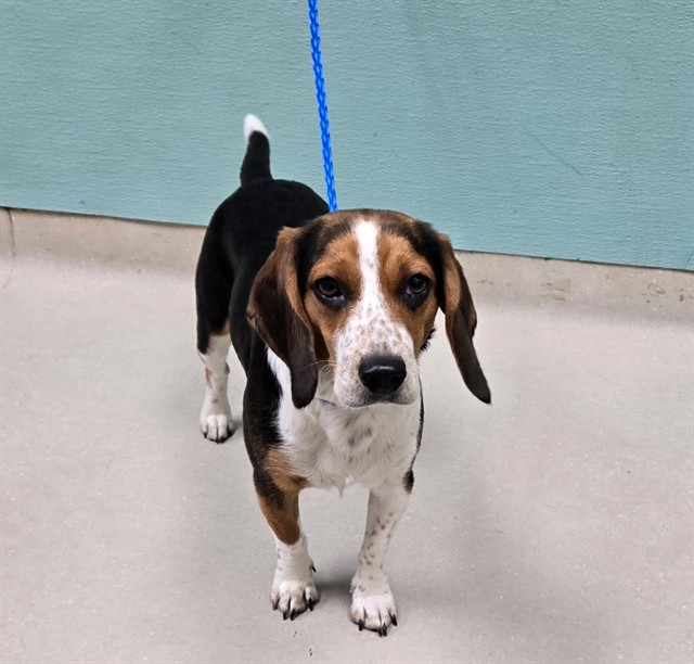 Shelter Stray Female Dog last seen Near BLOCK N MCCARRAN BLVD, SPARKS NV 89434, 2825 Longley Ln Suite A, Reno, NV 89502, USA