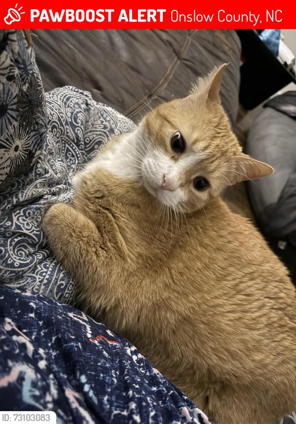 Lost Male Cat last seen Gould Road and Ginn Street, Onslow County, NC 28540